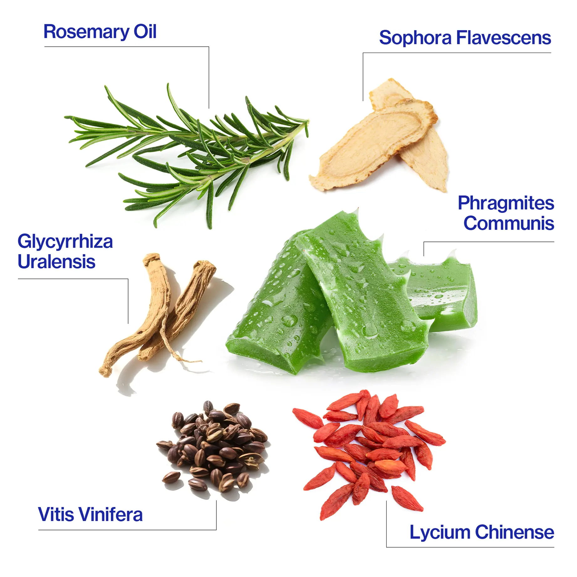 EHDOC Anti-Hair Loss and Hair Strengthening Serum